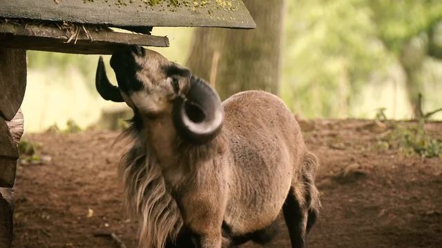 Усадьба "Эдемский сад" смотреть онлайн