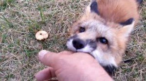 Лисенок Яшка. Любимые игры.mp4