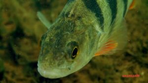 Рыбы Доломитового карьера