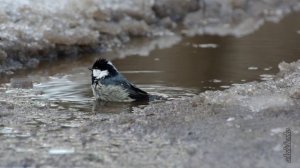 ВЕСНА СВЕТА И ВОДЫ