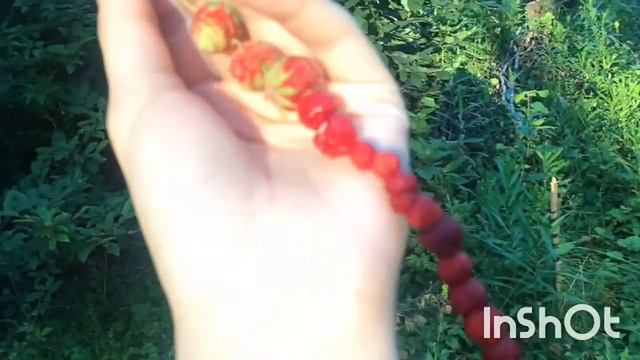 Земляника пивная компромат короче Липецк смотреть онлайн