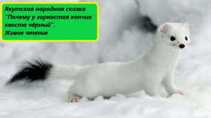 Якутская народная сказка "Почему у горностая кончик хвоста чёрный". Живое чтение