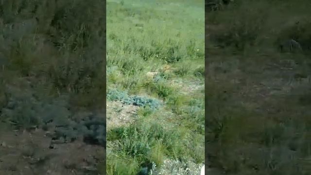 Забайкалье...Адон-Челон