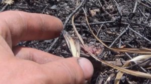 Тайга. Красотища. Рыбалка, Охота, тайга, сибирь, грибы, Красивый поджег, красноярск