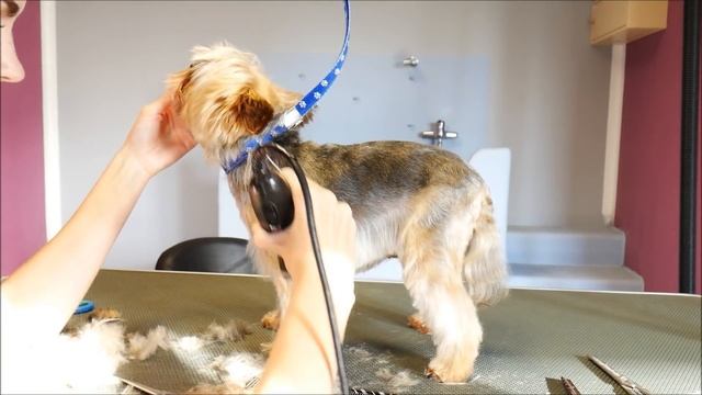 Grooming Guide - Full Grooming Yorkshire Terier #33 смотреть онлайн