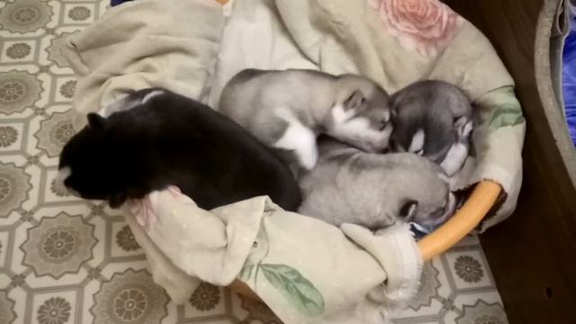 Хаски поют смотреть онлайн