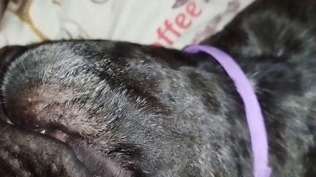 Французский бульдог Штурм Спит, Храпит, Сопит и Пукает лёжа на Спине смотреть онлайн