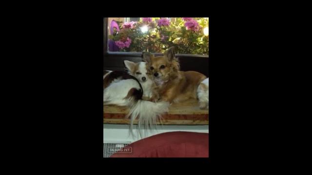 Sprechende Chihuahuas. Die neue Pop-Gruppe Ruby und Ella stürmen die Hitparade.