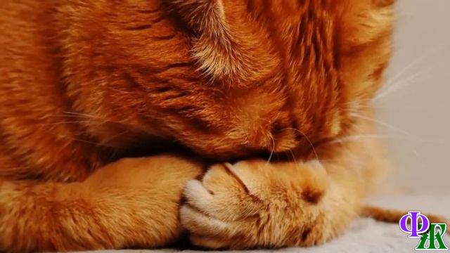 - Прости, но я НЕ МОГУ тебя ВЗЯТЬ с собой! – сказала КОШКЕ девушка и быстро углубилась в лес смотреть онлайн