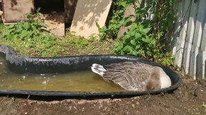 Гуси против вантуза. Кто кого?