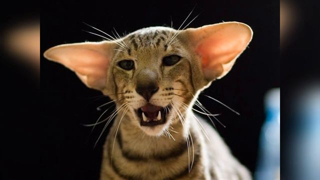 Фото грузинських котів!