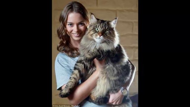 Самый большой в мире кот А1 / The world's largest cat A1 смотреть онлайн