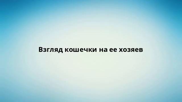 Взгляд кошечки на ее хозяев смотреть онлайн