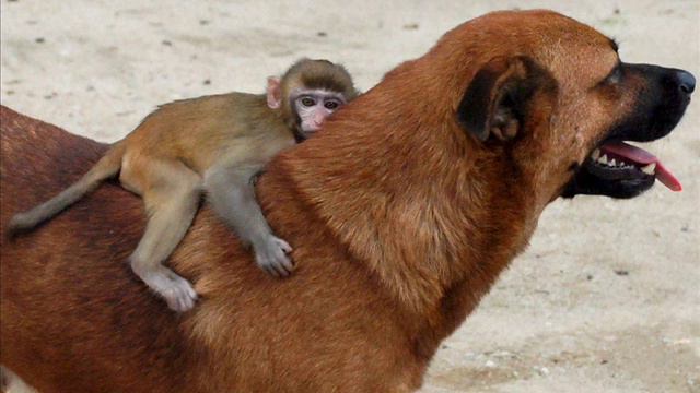 Дружба животных. druzba zivotnih смотреть онлайн