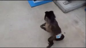 Смешные обезьяны.Приколы про обезьян.