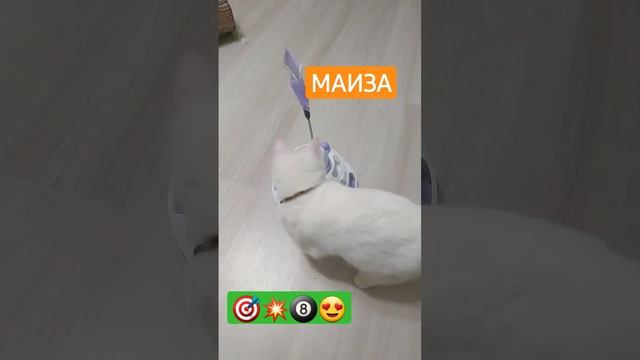 Маиза белая кошка с разными глазами #shorts #игрушка для кошек