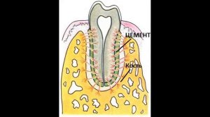 Разница периодонта от пародонта кратко