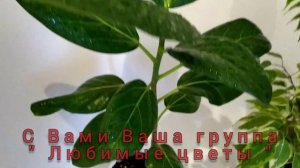 Горячий душ для фикусят