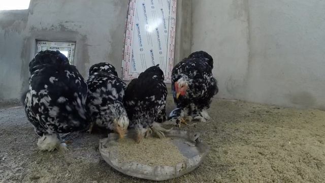 кохинхин мраморный ?????? смотреть онлайн