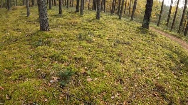 Прогулки за грибами | По лесу к перекрестку. смотреть онлайн