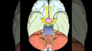 Состав нижней части мозга