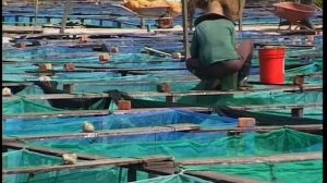 Как содержат молинезий (Poecilia sphenops) в аквариумах и разводят в рыбоводных хозяйствах Малайзии