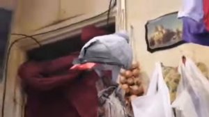 Говорливый попугай Жако Ч.24