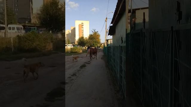 Конь учуял кобылу и порвал веревку на которой был привязан смотреть онлайн