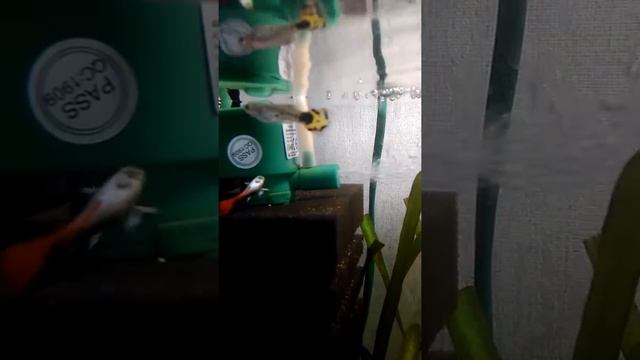 Как различить пол у гупяшки смотреть онлайн