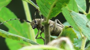Скрипун большой осиновый ( Saperda carcharias )