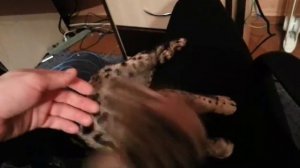 Пятнистая генетта на коленях