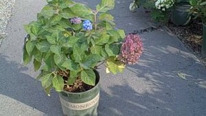 Mini Penny Hydrangea