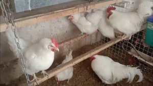 Минимясные куры В66 содержание родительского стада