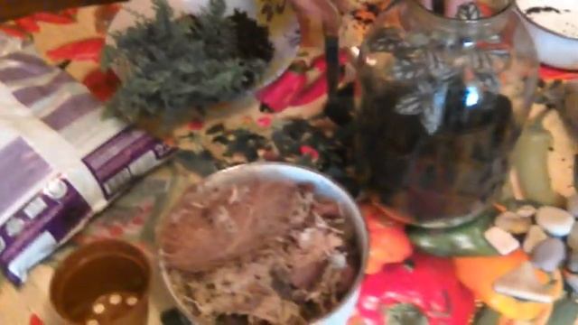 ФЛОРАРИУМ ДЛЯ НОВИЧКОВ. смотреть онлайн