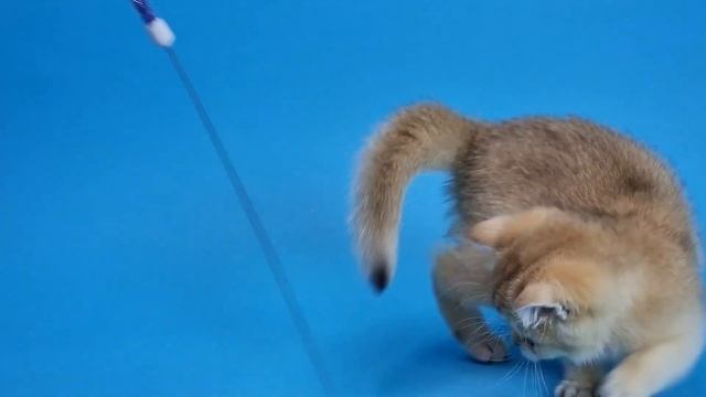 Шотландский золотой котенок Зевс