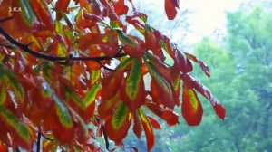 День осеннего одиночества