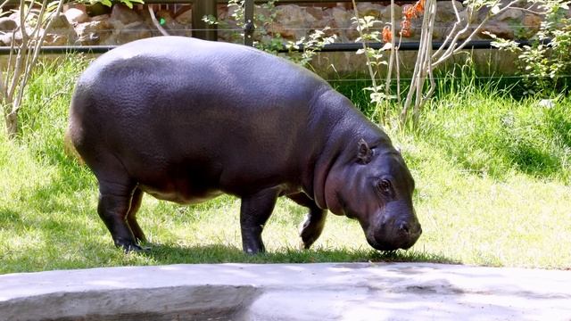 Капибара - малыши у самых больших грызунов в мире смотреть онлайн