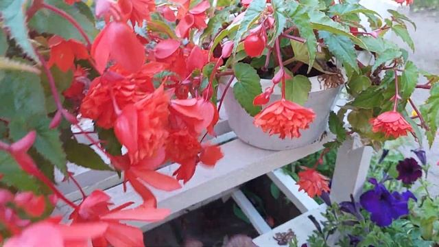 АМПЕЛЬНАЯ БЕГОНИЯ в августе, простой уход и шикарное цветение