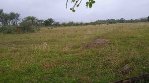 Почему Коровы Скрипят Зубами?