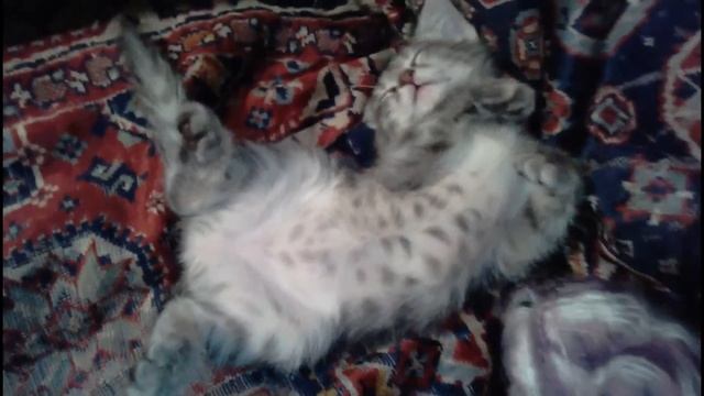 Милый котеночек спит и дергает лапками (Cute kitten sleeping and pulls tabs) HD смотреть онлайн