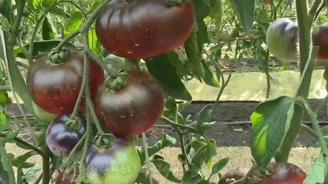 О сортах томатов ПРЕКРАСНЫЙ МЕЧТАТЕЛЬ смотреть онлайн