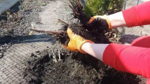 Как Размножить И Посадить Гортензию Весной?! 26.04.21. Hydrangea Spring Reproduction And Planting.