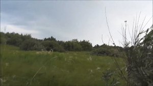 Шикарные и необычные рога. Трофейный самец Сибирской косули. Das Trophäe-Männchen eines Reh.