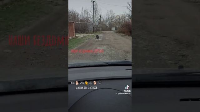 Наши бездомыши!