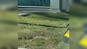 Забавные животные №44