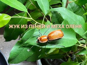 Жук из Пенки и Меха оленя Как связать от GM FLY