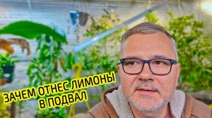 Зачем я поставил цитрусы в подвал? Что с лимонами будет?