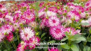 Dahlia 'Dutch Explosion' - FarmerGracy.co.uk