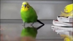 Попугай эпично убегает от взрыва под кавер на песню Deja Vu от Мармока в течение получаса