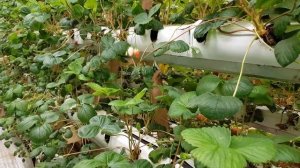 // ОТКАЗАЛСЯ ОТ ДНАТ, ТЕПЕРЬ ТОЛЬКО СВЕТОДИОДНЫЕ СВЕТИЛЬНИКИ //